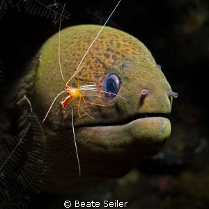 Moray with cleaner shrimp by Beate Seiler 